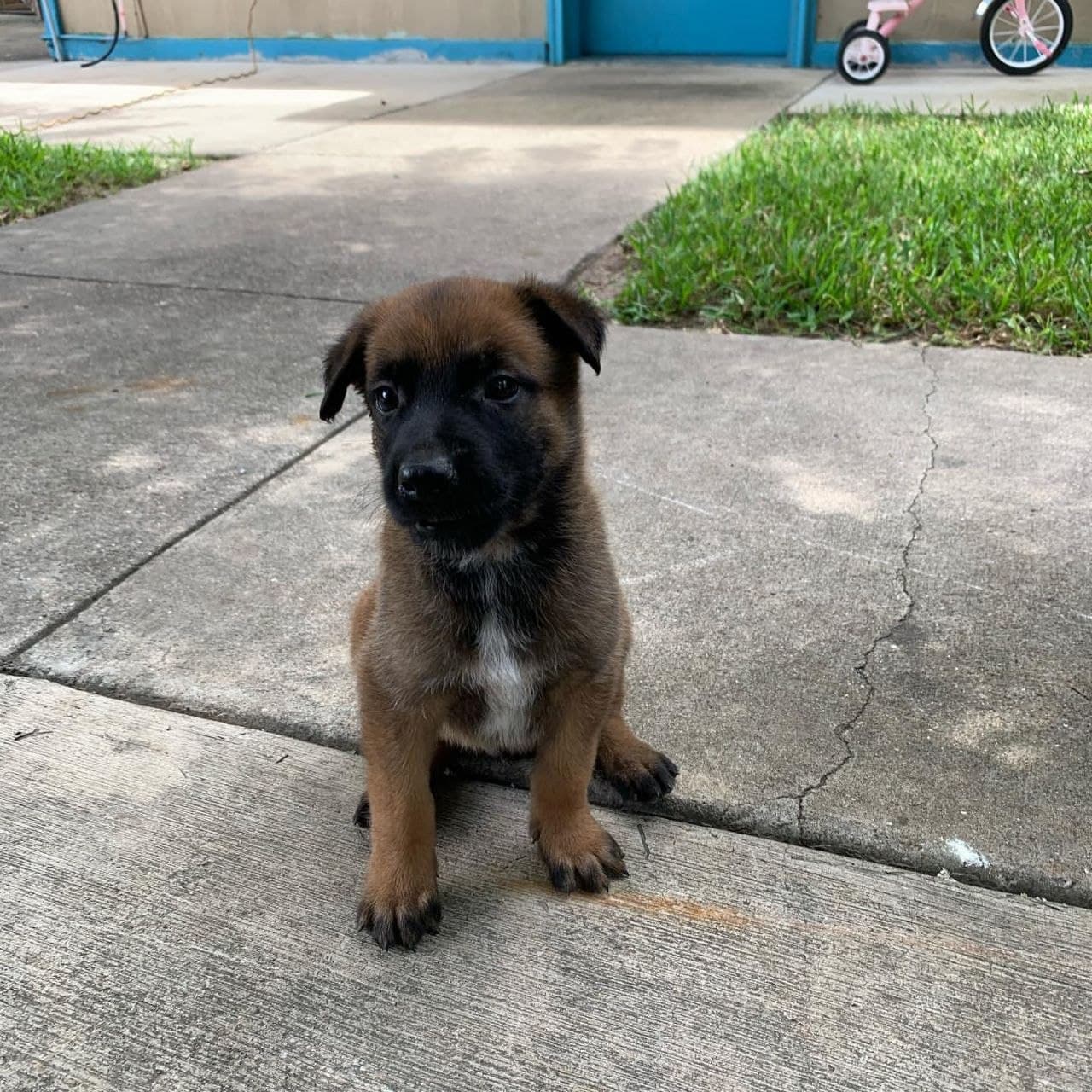 Blackwood Malinois seed: nova-female image 1 — Nova, Belgian Malinois puppy