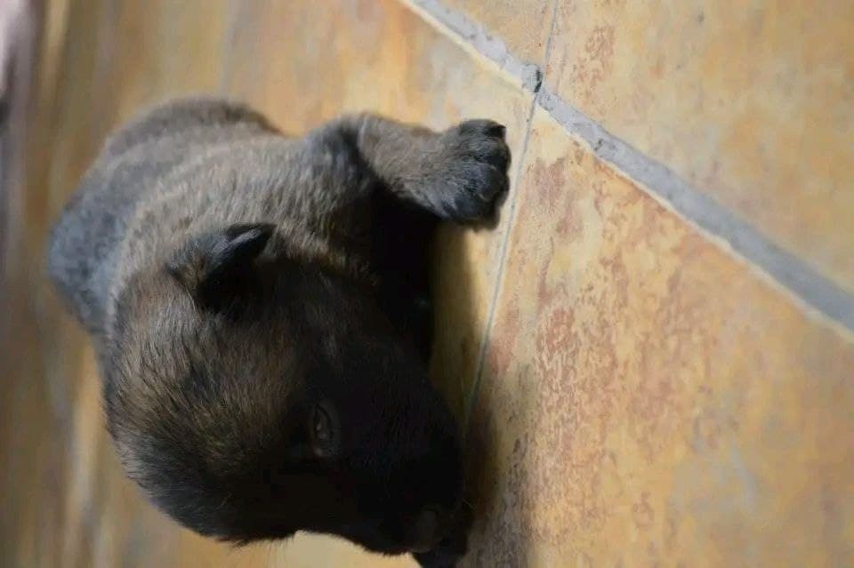 Blackwood Malinois seed: bob-male image 1 — Bob, Belgian Malinois puppy