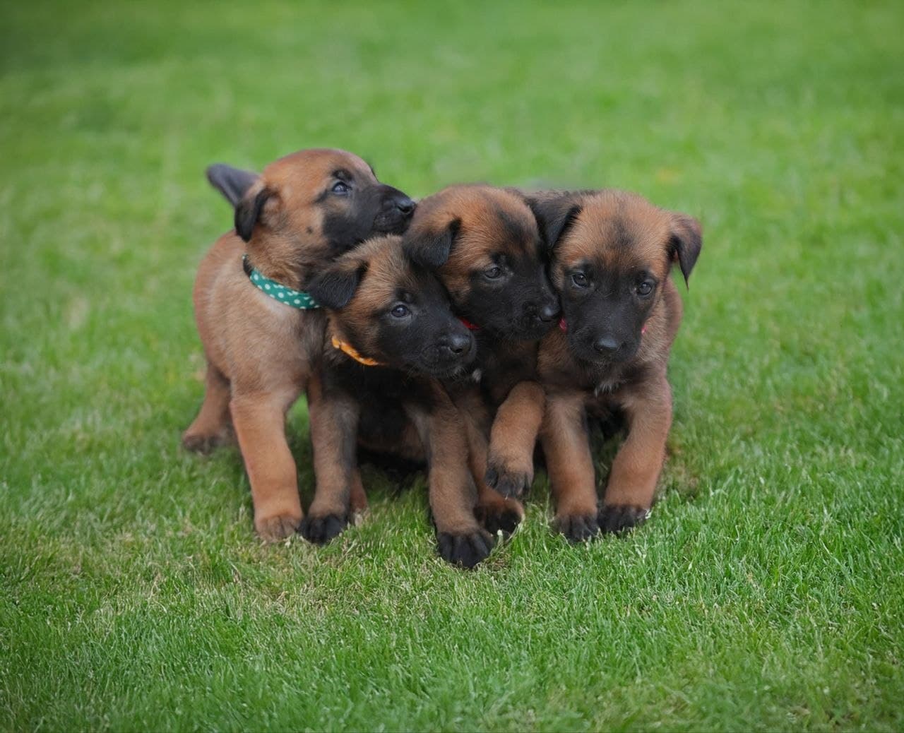 Four Belgian Malinois puppies together on grass at Blackwood Malinois
