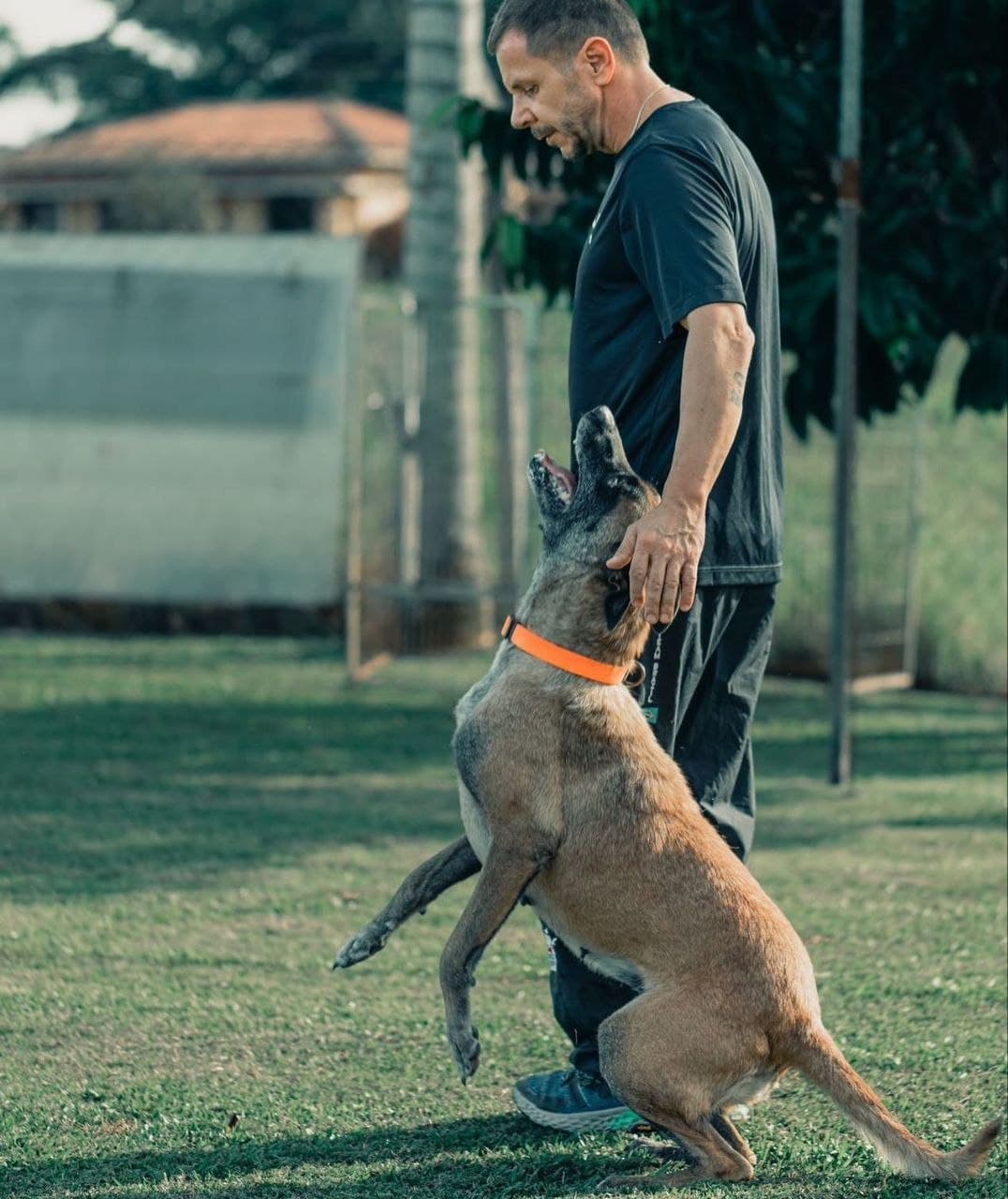Belgian Malinois training outdoors with a handler
